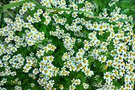 daisy-ox-eye-daisy-flower-1470346.jpg