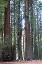 Williams Grove - Humboldt Redwoods State Park - DSC02396.JPG