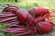 beet-plant-red-vegetable-1637440.jpg