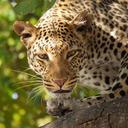 leopard-safari-wildier-botswana-226136.jpg