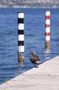 mallard-female-bird-ducks-70590.jpg