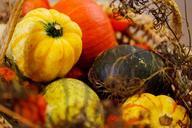 agriculture-autumn-colorful-crop-72786.jpg