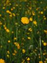 buttercup-pointed-flower-flowers-1260807.jpg