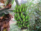 banana-plant-banana-tree-exotic-244839.jpg