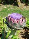 flower-artichoke-garden-645099.jpg