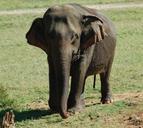 elephant-nature-wildlife-animal-397270.jpg