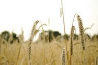 wheat-wheat-field-wheat-spike-spike-168340.jpg