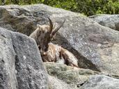 alpine-ibex-capra-ibex-animal-567265.jpg