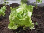 salad-earth-plant-528510.jpg