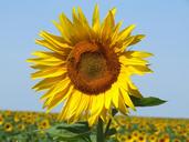 sunflowers-france-field-yellow-714253.jpg