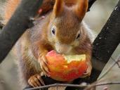 squirrel-cute-croissant-eat-tree-647698.jpg