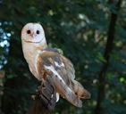 barn-owl-bird-owl-barn-animal-985614.jpg