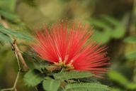 powder-puff-calliandra-grandiflora-93990.jpg