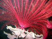 red-crinoid-reef-coral-sea-ocean-79952.jpg