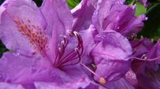 rhododendron-flower-garden-plant-396589.jpg