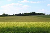 fields-wheat-cereals-1456374.jpg