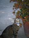 cat-tabby-lavender-cute-sniff-829653.jpg