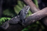 lizard-animal-world-animal-crawling-623398.jpg