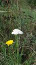 meadow-wild-flowers-plant-close-451785.jpg