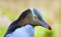 The_yellow-eyed_penguin._NZ.jpg