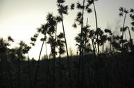 plants-silhouettes-dark-flora-208727.jpg