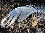 feathers-gull-feathers-close-up-89704.jpg