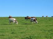 cow-meadow-animal-farm-pasture-617407.jpg