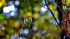 forest-macro-nature-autumn-net-602820.jpg