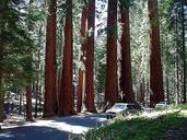 Tree sequoia park.jpg