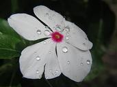 flower-nature-droplets-plant-758562.jpg