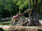 giraffe-tiergarten-paarhufer-zoo-334062.jpg