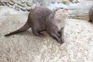 otter-animal-fur-cute-curious-750395.jpg