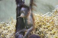 orang-utan-monkey-baby-1385651.jpg