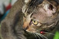 tabby-cat-grey-tiger-cat-breed-889304.jpg