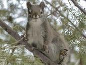 squirrel-animal-forest-branch-tree-300246.jpg