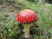 fungus-nature-forest-mushrooms-652582.jpg