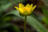 buttercup-blossom-bloom-meadow-1531412.jpg