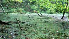 swamp-bog-water-pond-green-470485.jpg