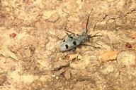 beetle-black-bug-cerambycidae-87554.jpg