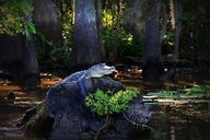 alligator-gator-louisiana-swamp-170134.jpg