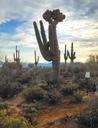 arizona-saguaro-cactus-desert-970697.jpg