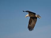 bald-eagle-flying-soaring-bird-1667992.jpg