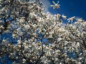 magnolia-tree-blossom-bloom-spring-1314390.jpg