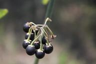 berries-black-nigrum-poisonous-87234.jpg