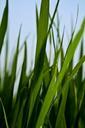 green-in-wheat-field-plant-520679.jpg