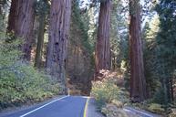 sequoia-national-park-trees-forest-720000.jpg