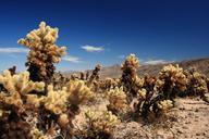 joshua-tree-national-park-cactus-1088504.jpg