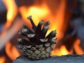 cone-fire-macro-detail-photo-843236.jpg