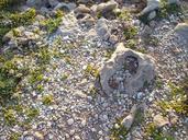 pebbles-rocks-stones-white-336929.jpg