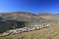 flock-grazing-lambs-mountain-87308.jpg